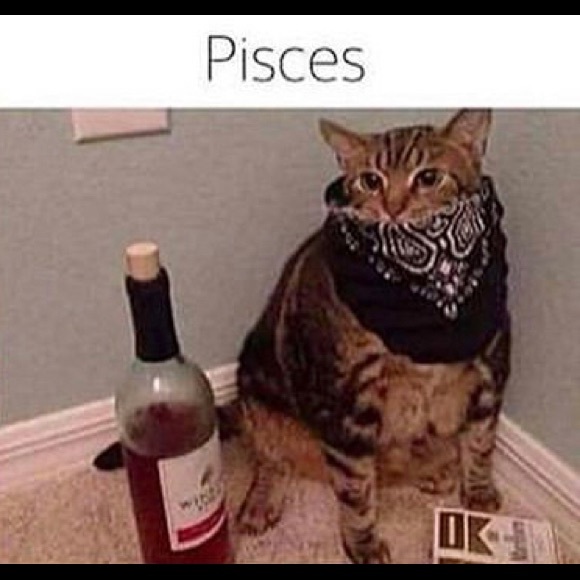 Meet your Posher, TheChairmanMeow 🐈 - Picture 6 of 14